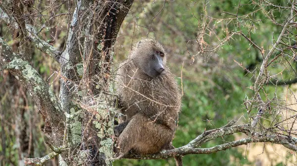 Afrika 'da babun, Serengeti Ulusal Parkı, Tanzanya