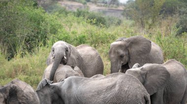 Ulusal parkta bir grup fil Chogechochobotswana, botswana, Serengeti Ulusal Parkı, Tanzanya