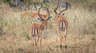 Boynuzlu iki impala impala, Serengeti Ulusal Parkı, Tanzanya