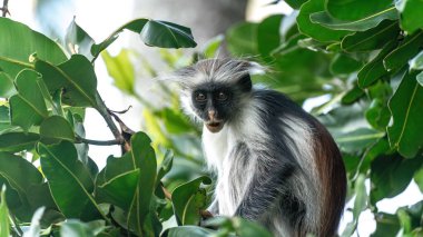 Ağaçtaki maymun. , Zanzibar, Tanzanya