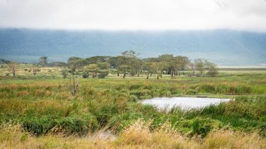 Arka planda göl manzarası ve dağlar, Serengeti Milli Parkı, Tanzanya