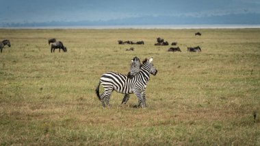 Zebralar Serengeti Milli Parkı, Tanzanya 'da