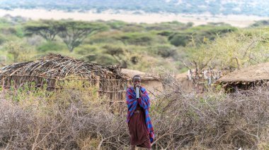 Geleneksel giyinmiş maasai adam savanda bir sepet kuru bitkiyle, Serengeti Ulusal Parkı, Tanzanya