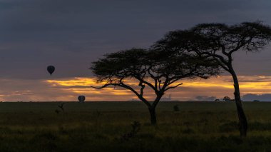 Afrika savanının üzerinde gün batımı. Mavi gökyüzünün arka planında bir ağaç var.