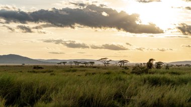 Gün batımında savanada güzel bir manzara
