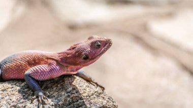 kırmızı kertenkele doğada