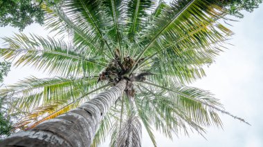 Sahilde palmiye ağaçları