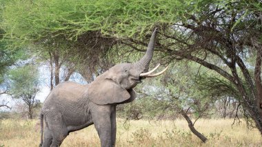 Afrika fili Kruger Park, Güney Afrika 'da