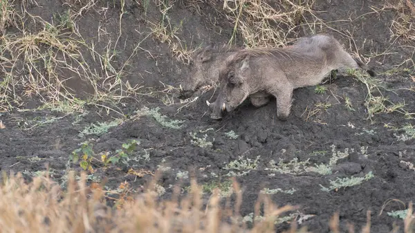 Tarladaki yaban domuzu, Serengeti Ulusal Parkı, Tanzanya