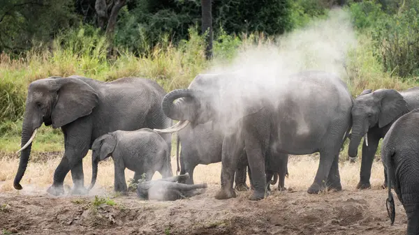 Savanadaki büyük Afrika filleri, Serengeti Ulusal Parkı, Tanzanya