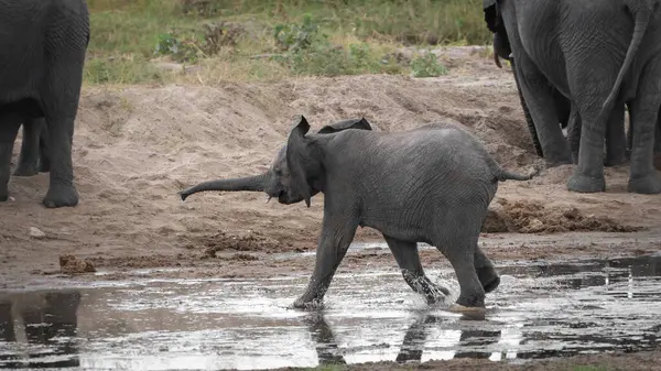 Zimbabve bozkırındaki filler, Serengeti Ulusal Parkı, Tanzanya