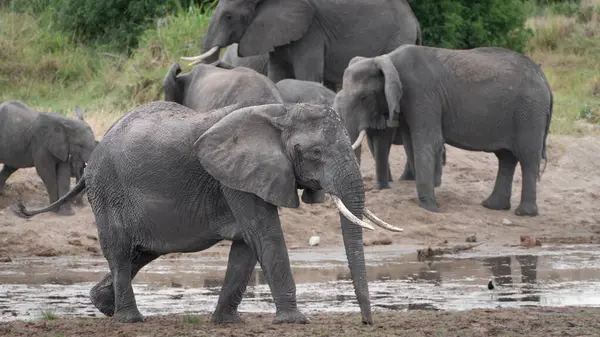 Savanadaki fil, Serengeti Ulusal Parkı, Tanzanya