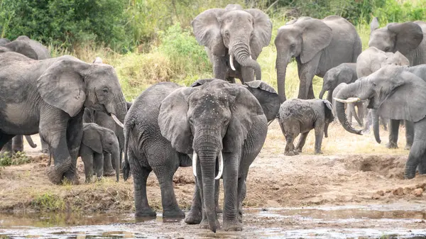 Nehir çukurunda bir grup fil, Serengeti Ulusal Parkı, Tanzanya