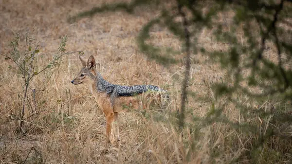 Vahşi Çakal, Serengeti Ulusal Parkı, Tanzanya 'da yaşayan bir tür al-al' dır.