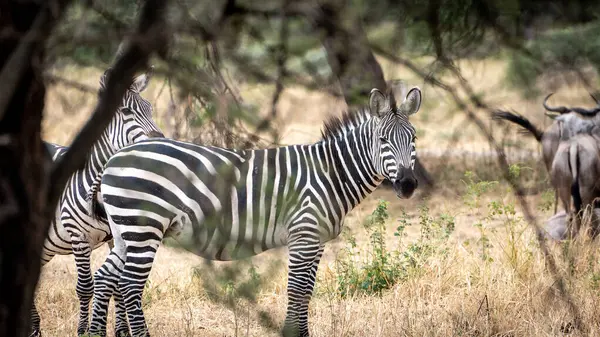 Kenya, Afrika 'daki ulusal parkta zebra, Serengeti Ulusal Parkı, Tanzanya