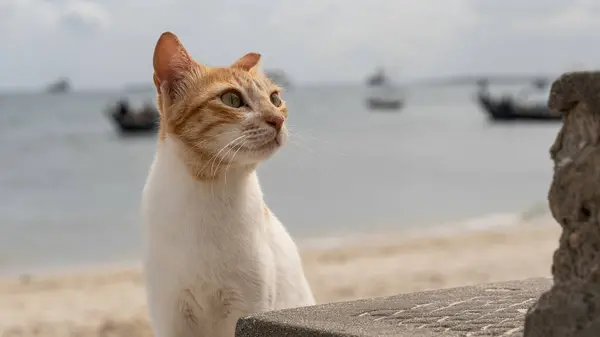 Kedi sahilde oturuyor, Zanzibar, Tanzanya