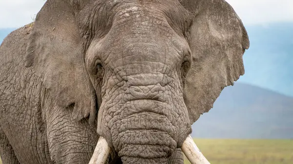 Afrika savanındaki bir Afrika erkek filine yakın çekim, Serengeti Ulusal Parkı, Tanzanya