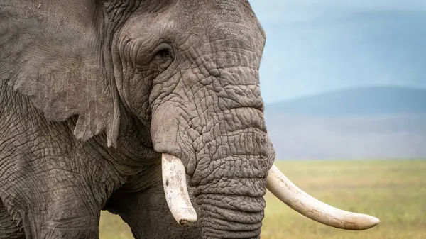 Tanzanya Ulusal Parkı, Serengeti Ulusal Parkı, Tanzanya 'da büyük bir fil yaklaşıyor.