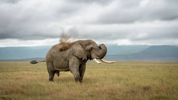 Büyük fil, sırtına toprak dökerken savanadaki sandık, Serengeti Ulusal Parkı, Tanzanya