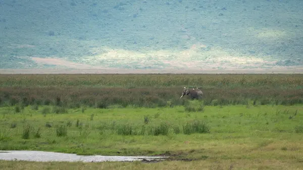 Savanadaki yaban domuzları, Serengeti Ulusal Parkı, Tanzanya