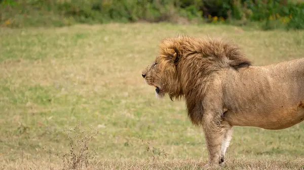 Erkek aslan çimlerin üzerinde, Serengeti Milli Parkı, Tanzanya