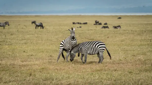 Afrika 'daki bozkırda zebra, Serengeti Ulusal Parkı, Tanzanya