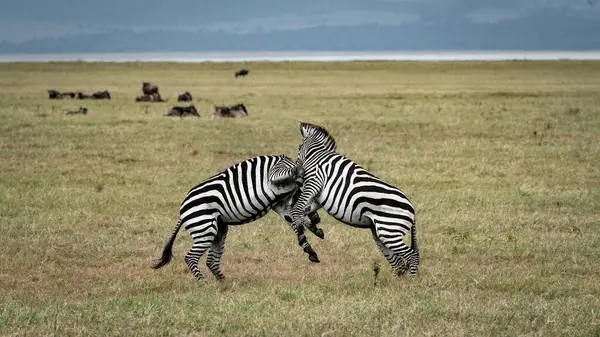 Zebralar Tanzanya 'daki Serengeti Ulusal Parkı' nda savaşıyor.