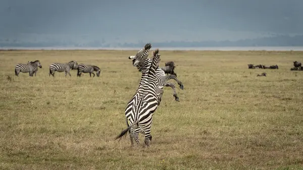 Serengeti Milli Parkı 'ndaki zebralar.