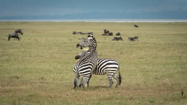 İki zebra dövüşüyor, Serengeti Ulusal Parkı, Tanzanya