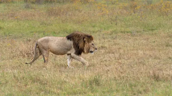 Afrika 'da vahşi aslan, Serengeti Milli Parkı, Tanzanya