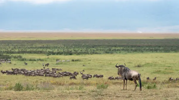 Savanadaki vahşi antiloplar, Serengeti Ulusal Parkı, Tanzanya