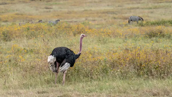 Devekuşu yemi, Serengeti Milli Parkı, Tanzanya