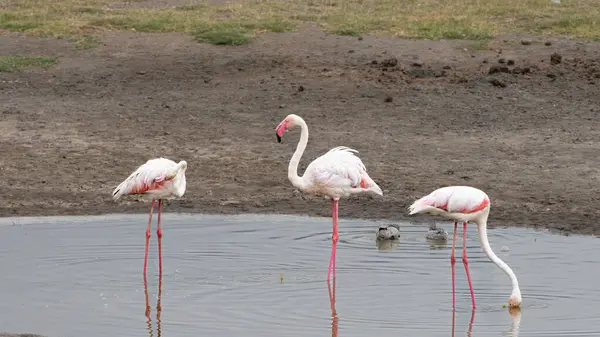 Gölde pembe flamingolar, Serengeti Ulusal Parkı, Tanzanya