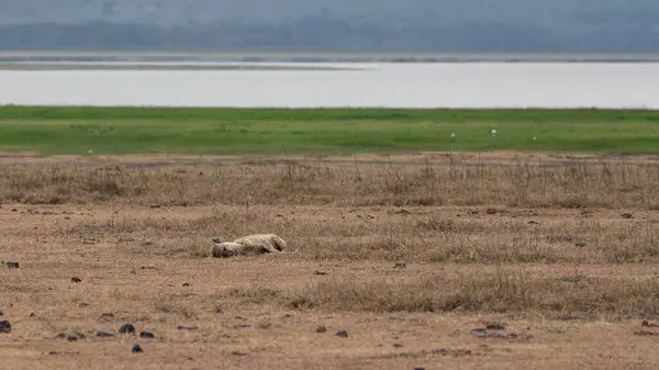 Dağlardaki tarlada bir vahşi koyun sürüsü, Serengeti Ulusal Parkı, Tanzanya