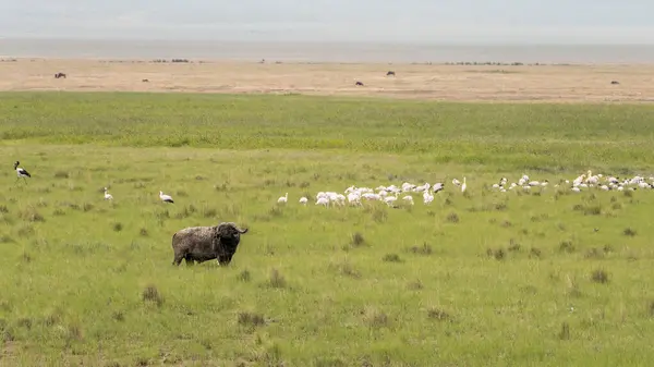 Büyük bir fil grubu, Serengeti Ulusal Parkı, Tanzanya