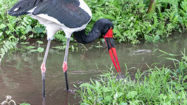 Beyaz leylek avı, Serengeti Milli Parkı, Tanzanya