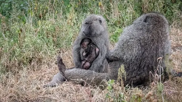 Serengeti Ulusal Parkı, Tanzanya Ormanı 'ndaki şirin bir maymunun yakın plan fotoğrafı.