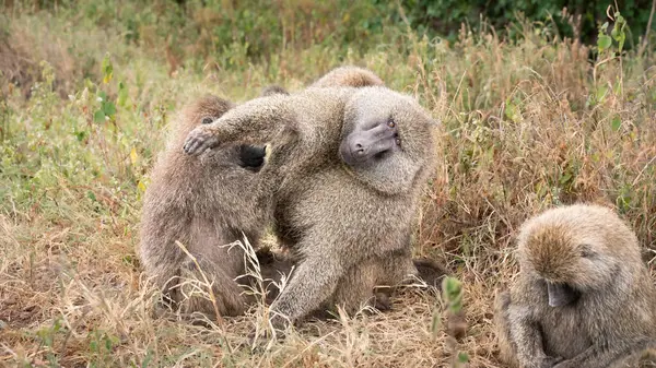 bebekli maymun, Serengeti Milli Parkı, Tanzanya