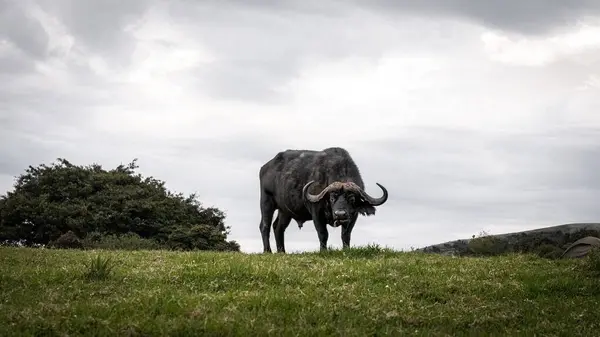 Sahadaki büyük boğa, Serengeti Ulusal Parkı, Tanzanya