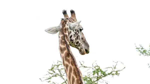 Ağaçtaki zürafa, Serengeti Ulusal Parkı, Tanzanya