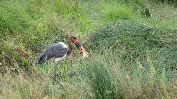 Kırmızı - kanatlı stilt, Manavonia parkında, manmani.
