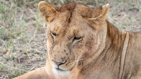 Afrika 'nın güneyindeki Kruger parkında aslan var.