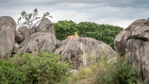 Afrika 'daki Kruger parkının milli parkında aslan sallanıyor.