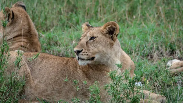 Aslan Aslan (panthera leo) - Panthera leo, panthera leo, kenya