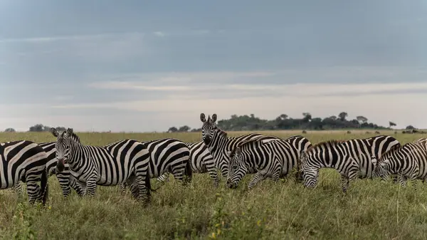 Afrika savanasında zebralar