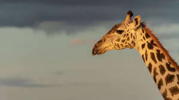 Afrika savana, zürafa