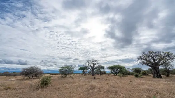 Afrika bozkırında, mavi bulutlu gökyüzünün altındaki büyük bir ağacın güzel bir görüntüsü.