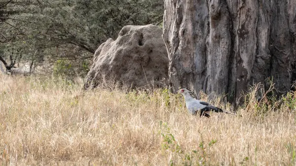 Büyük Avustralya kangurusu, Avustralya kangurusu, Avustralya, Avustralya