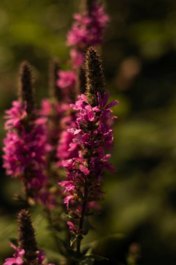 Pembe çiçekler, altın güneşin altında gururla duruyor. Açık havada zarafet ve canlılık yayıyorlar.