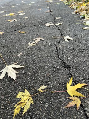Sonbahar parkında yol